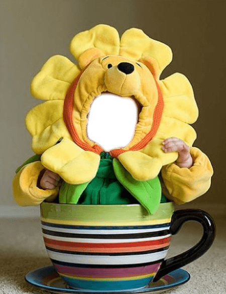 Sunflower Anna Geddes